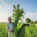 Agriculture: खाली खेत में लगा दीजिए ये फसल, 1 बार बोएं, 3 बार काटें, पशु और किसान दोनों खुश!