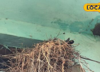 कबूतरों का झुंड कर रहा है परेशान, जानिए कुछ आसान घरेलू नुस्खे, जो देंगे तुरंत राहत – Uttar Pradesh News