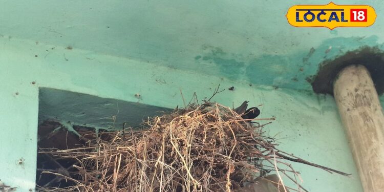 कबूतरों का झुंड कर रहा है परेशान, जानिए कुछ आसान घरेलू नुस्खे, जो देंगे तुरंत राहत – Uttar Pradesh News