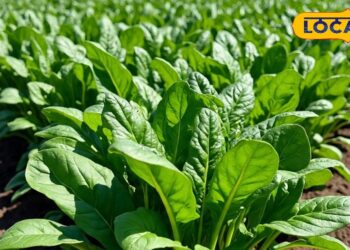 सितंबर में लगाएं यह पत्तेदार सब्ज़ी, 30 दिन में तैयार होगी पहली कटाई, जानें पूरा तरीका