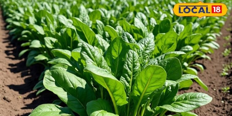 सितंबर में लगाएं यह पत्तेदार सब्ज़ी, 30 दिन में तैयार होगी पहली कटाई, जानें पूरा तरीका