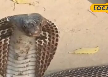 घर में अचानक सांप या चूहा दिख जाए तो क्या करें? जानें आसान और असरदार उपाय – Uttar Pradesh News