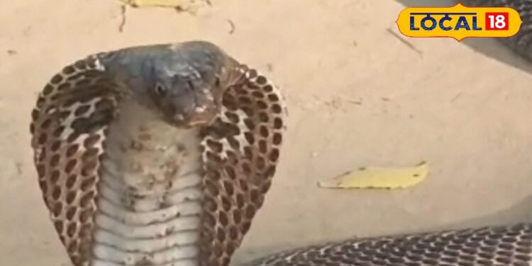 घर में अचानक सांप या चूहा दिख जाए तो क्या करें? जानें आसान और असरदार उपाय – Uttar Pradesh News