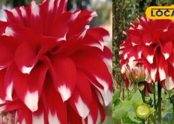 फूल नहीं चमत्कार है ये! ‘डहलिया पिन्नाटा’ के गुण जानकर रह जाएंगे हैरान