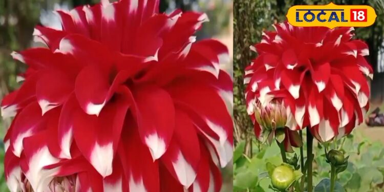 फूल नहीं चमत्कार है ये! ‘डहलिया पिन्नाटा’ के गुण जानकर रह जाएंगे हैरान