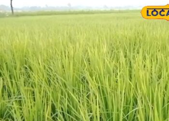 धान की फसल में दिखें ये लक्षण तो तुरंत करें ये उपाय, नहीं तो हो सकता है भारी नुकसान