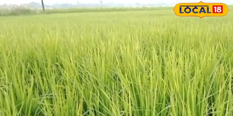 धान की फसल में दिखें ये लक्षण तो तुरंत करें ये उपाय, नहीं तो हो सकता है भारी नुकसान