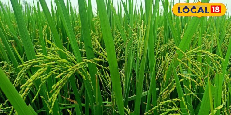 किसानों की बढ़ी टेंशन! धान में ‘हल्दी रोग’ का प्रकोप, आज ही जान लें बचाव और उपाय