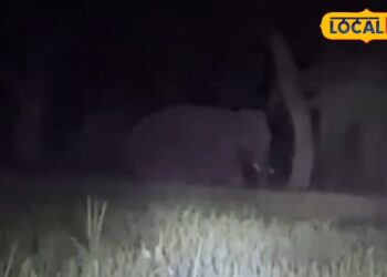 पीलीभीत से नेपाल लौट रहा भटका हाथी, किसानों ने ली राहत की सांस, फसलों के नुकसान का खतरा टला