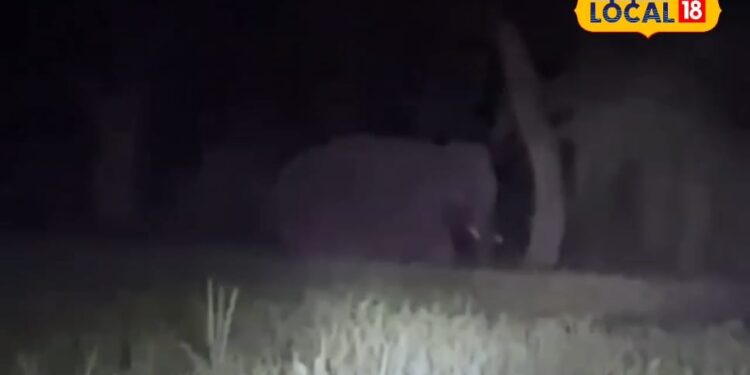 पीलीभीत से नेपाल लौट रहा भटका हाथी, किसानों ने ली राहत की सांस, फसलों के नुकसान का खतरा टला