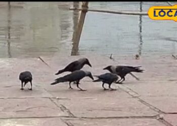 Pitru Paksha 2025: पितृपक्ष में अब ढूंढे नहीं मिल रहे कौवे, आखिर कहां गायब हो गया है यह पक्षी? क्या है इसका रहस्य?