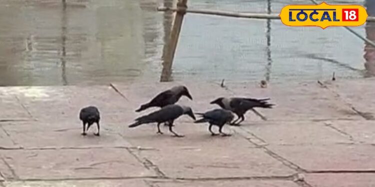 Pitru Paksha 2025: पितृपक्ष में अब ढूंढे नहीं मिल रहे कौवे, आखिर कहां गायब हो गया है यह पक्षी? क्या है इसका रहस्य?