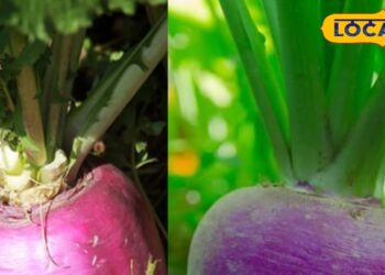 Farming Tips: शलजम उगाने की ये सबसे धांसू ट्रिक, रिकॉर्ड तोड़ पैदावार, छप्पर फाड़ कमाई, थक जाएंगे बेचते-बेचते