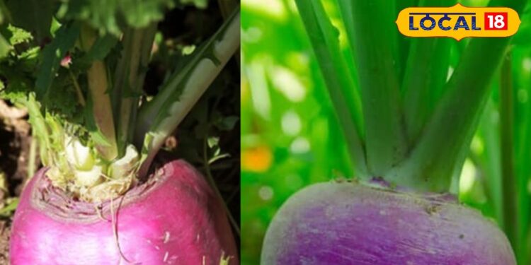 Farming Tips: शलजम उगाने की ये सबसे धांसू ट्रिक, रिकॉर्ड तोड़ पैदावार, छप्पर फाड़ कमाई, थक जाएंगे बेचते-बेचते