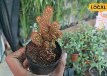 यूपी में झगड़े खत्म करने आई राजस्थान की रेत से निकली ये चीज, टूटे रिश्ते जोड़ने में उस्ताद, बिक रही हाथोंहाथ