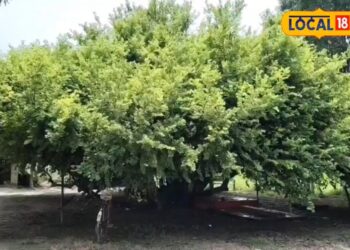 कौन सा पेड़ है यह भाई!..200 सालों से नहीं हो पाई पहचान, आज भी बना है रहस्य, लोग मानते हैं भगवान