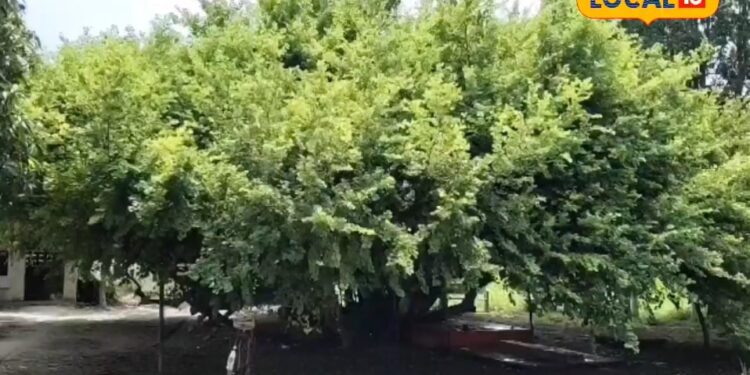 कौन सा पेड़ है यह भाई!..200 सालों से नहीं हो पाई पहचान, आज भी बना है रहस्य, लोग मानते हैं भगवान