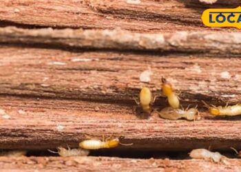 घर के दरवाजे खिड़कियां और फर्नीचर में लग रहे हैं दिमक तो अपनाएं यह देसी जुगाड़ खत्म हो जाएगी समस्या