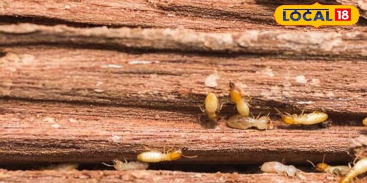 घर के दरवाजे खिड़कियां और फर्नीचर में लग रहे हैं दिमक तो अपनाएं यह देसी जुगाड़ खत्म हो जाएगी समस्या