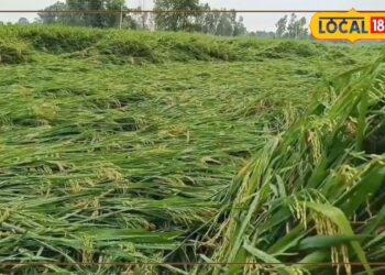 कौड़ियों के भाव बिक रहा खेत में लगा धान? झट से लगाएं ये फ्री की जुगाड़! खरीदने के लिए लोग घूमेंगे पीछे-पीछे