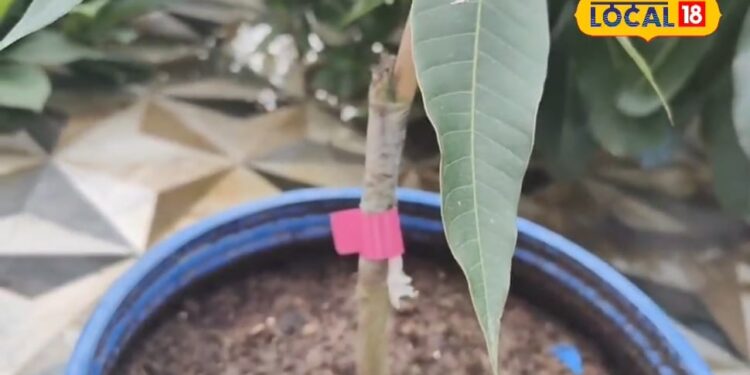 किसानों को मालामाल बना देगी ये खास टिप्स, एक पौधे से मिलेंगी 2 फसलें, जानें ये तरीका