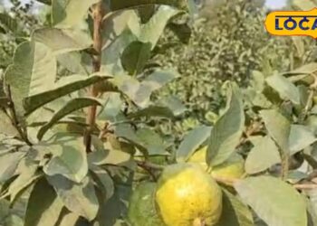 अमरूद का फल ही नहीं, पत्ता भी है कमाल,जानें फायदे और सेवन का सही तरीका