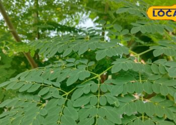 मोटापा-शुगर रहेगा कंट्रोल… भर-भर कर मिलेगा आयरन-कैल्शियम, बस इन पत्तियों का सेवन कर दें शुरू! – Uttar Pradesh News