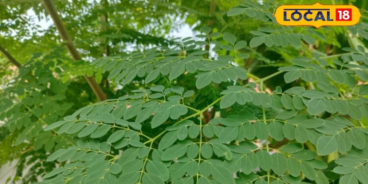 मोटापा-शुगर रहेगा कंट्रोल… भर-भर कर मिलेगा आयरन-कैल्शियम, बस इन पत्तियों का सेवन कर दें शुरू! – Uttar Pradesh News