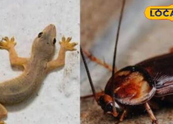 बरसात में कीड़े-मकोड़े दूर करने का घरेलू नुस्खा, पोछा पानी में मिलाएं ये सामान