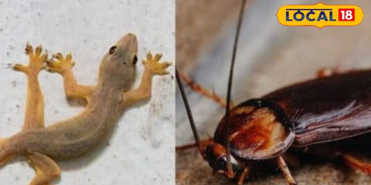 बरसात में कीड़े-मकोड़े दूर करने का घरेलू नुस्खा, पोछा पानी में मिलाएं ये सामान