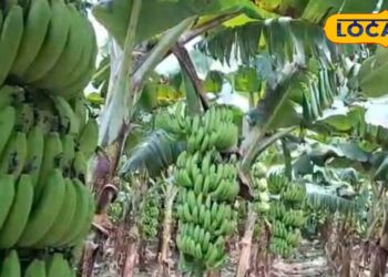 Banana Farming : केला किसानों को ले डूबेगी ये गलती, रोगों से ज्यादा डेंजर, दम तोड़ देगा पौधा