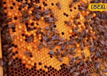 मधुमक्खी पालन कर मालामाल बनने का मौका, सरकार दे रही बंपर सब्सिडी, फटाफट उठाएं लाभ