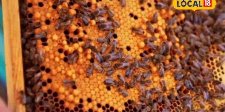 मधुमक्खी पालन कर मालामाल बनने का मौका, सरकार दे रही बंपर सब्सिडी, फटाफट उठाएं लाभ