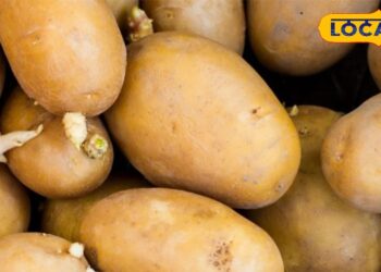 अगर आप भी करते हैं आलू की सब्जी का सेवन तो जान लें ये जरूरी बात! वरना सेहत को होगा नुकसान