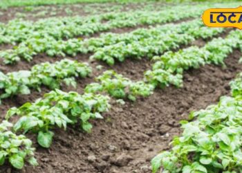 किसान भाई आलू की बुवाई से पहले कर लें यह छोटा सा काम, बंपर होगी पैदावार, एक्सपर्ट जाने सबकुछ