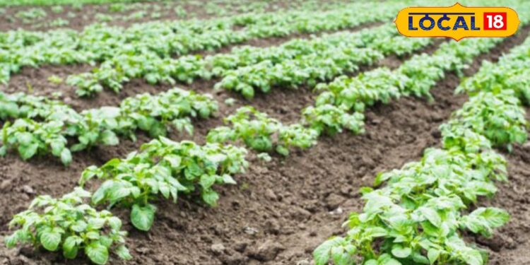 किसान भाई आलू की बुवाई से पहले कर लें यह छोटा सा काम, बंपर होगी पैदावार, एक्सपर्ट जाने सबकुछ