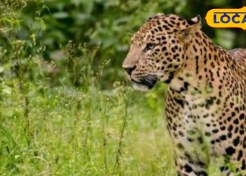 Gorakhpur News: गोरखपुर चिड़ियाघर में नए मेहमानों की एंट्री, दर्शकों को दिखेंगे तेंदुआ और तीन शावक