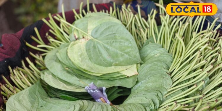 आयुर्वेद की अनमोल देन, एक जादुई पत्ता, अनेकों बीमारियों से निजात, खासियत जान हो जाएंगे हैरान