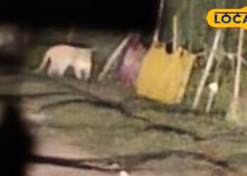 लखीमपुर‑खीरी में कार के सामने अचानक सामने आया तेंदुआ, वीडियो वायरल, सड़क पर दहशत