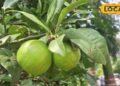 Gardening Tips: घर के गार्डन में लगा दें ये 5 फलदार पौधे, सेहत के लिए रहेंगे फायदेमंद, जानें तरीका – Uttar Pradesh News