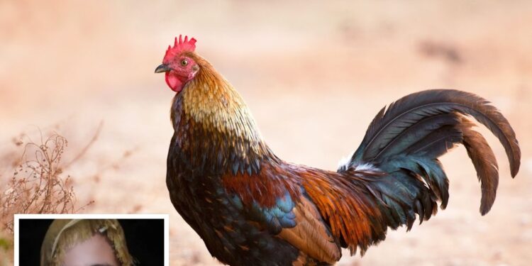 चिकन बनाने के लिए किया मना, नहीं माना पति, फिर शाकाहारी बीवी ने किया ऐसा कांड, जान आप भी रह जाएंगे हैरान!