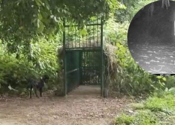 Sitapur News: बाघ को पकड़ने पिंजरे में बांधी बकरी हुई गायब, वो तो पकड़ा नहीं गया, फ‍िर गई कहां? CCTV फुटेज चौंकाने वाली