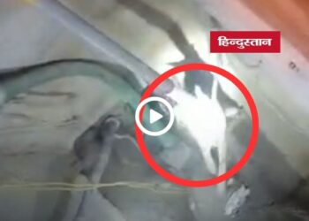 सिंगरौली के सुलियरी गांव में कुएं में गिरे तीन सियारों का सफल रेस्क्यू, वन विभाग ने जंगल में छोड़ा, मध्य प्रदेश वीडियो न्यूज
