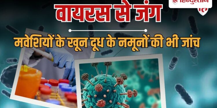 चांदीपुरा वायरस पर केंद्र ने संभाला मोर्चा, गुजरात और राजस्थान में टीमें तैनात, Rajasthan Hindi News