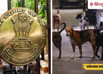 अगली पीढ़ी भी देख सके… दिल्ली हाई कोर्ट का आवारा कुत्तों पर बड़ा आदेश, Ncr Hindi News