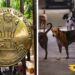 अगली पीढ़ी भी देख सके… दिल्ली हाई कोर्ट का आवारा कुत्तों पर बड़ा आदेश, Ncr Hindi News