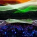 एशियन गेम्स के लिए खेल मंत्रालय ने 503 खिलाड़ियों को दी मंजूरी, इतना बड़ा होगा सपोर्ट स्टाफ, Sports Hindi News