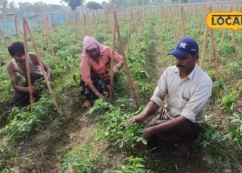 Farming tips | If you want quick returns from brinjal, chili and tomato crops complete these 5 tasks in the field