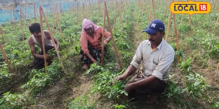 Farming tips | If you want quick returns from brinjal, chili and tomato crops complete these 5 tasks in the field
