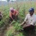 Farming tips | If you want quick returns from brinjal, chili and tomato crops complete these 5 tasks in the field